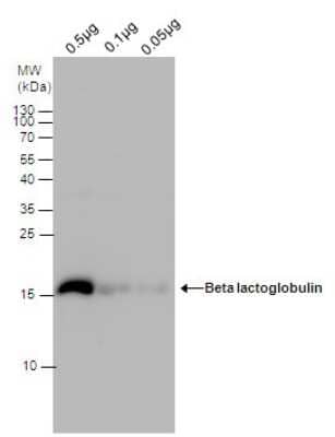 Western Blot: Beta Lactoglobulin Antibody [NBP3-13728]