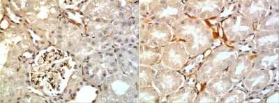 Immunohistochemistry-Paraffin: Betacellulin/BTC Antibody (RM0154-9H1) - Azide and BSA Free [NBP2-12053]