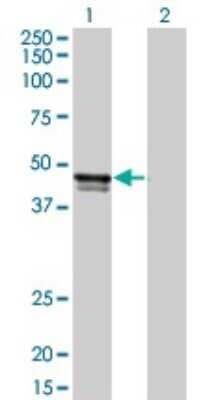 Western Blot: Biglycan Antibody (2E6-D1) [H00000633-M02]