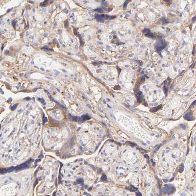 Immunohistochemistry-Paraffin: Biglycan Antibody [NBP1-84971]