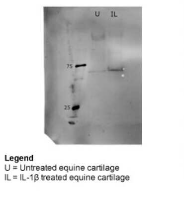 Western Blot: Biglycan Antibody [NBP1-57933]