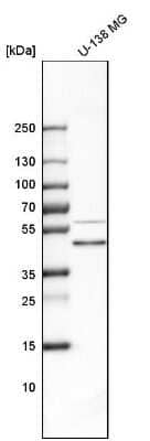 Western Blot: Biglycan Antibody [NBP1-84971]
