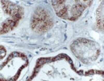 Immunohistochemistry-Paraffin: BIK Antibody [NB100-56109]