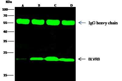 Immunoprecipitation: Biliverdin Reductase B/BLVRB Antibody (009) [NBP2-90188]