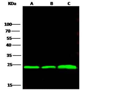 Western Blot: Biliverdin Reductase B/BLVRB Antibody (009) [NBP2-90188]