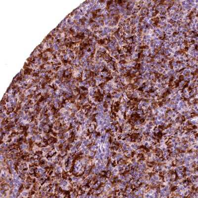 Immunohistochemistry-Paraffin: Biliverdin Reductase B/BLVRB Antibody [NBP1-83434]