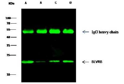 Immunoprecipitation: Biliverdin Reductase B/BLVRB Antibody [NBP3-00081]