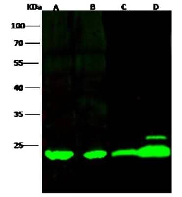 Western Blot: Biliverdin Reductase B/BLVRB Antibody [NBP3-00081]