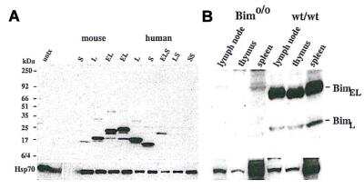 Western Blot: Bim Antibody (10B12)BSA Free [NBP2-80103]