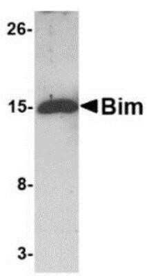 Western Blot: Bim Antibody (1C2H4)BSA Free [NBP1-75511]