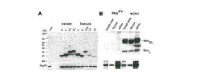 Western Blot: Bim Antibody (3C5)BSA Free [NBP2-80102]