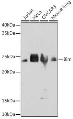 Western Blot: Bim Antibody (3R0T2) [NBP3-15867]