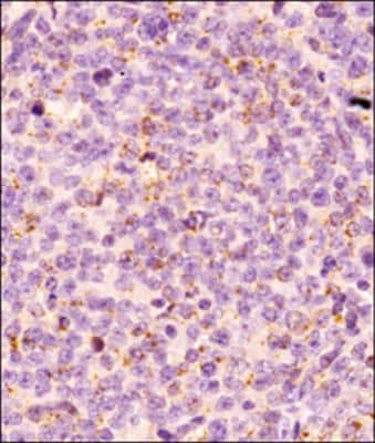 Immunohistochemistry-Paraffin: Bim Antibody [NBP2-53088]