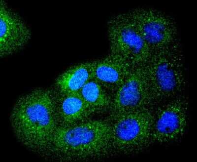 Immunocytochemistry/ Immunofluorescence: Bim Antibody (SU0318) [NBP2-67456]