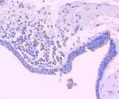Immunohistochemistry-Paraffin: Bim Antibody (SU0318) [NBP2-67456]