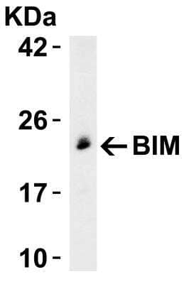 Western Blot: Bim AntibodyBSA Free [NBP1-76963]