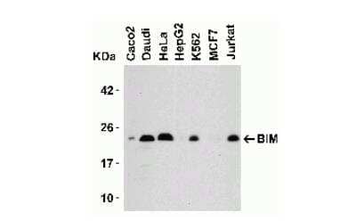 Western Blot: Bim AntibodyBSA Free [NBP1-76963]