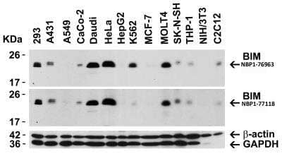 Western Blot: Bim AntibodyBSA Free [NBP1-76963]