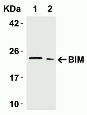 Western Blot: Bim AntibodyBSA Free [NBP1-77118]