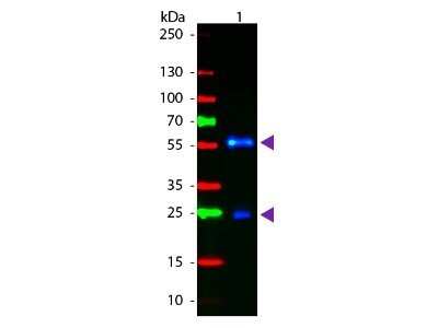 Western Blot: Biotin Antibody [NB120-6643]