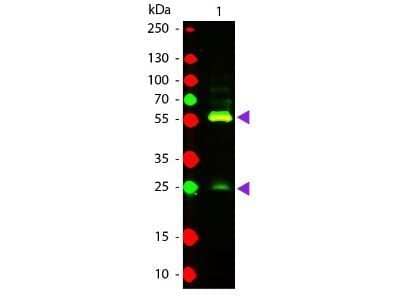 Western Blot: Biotin Antibody [NB120-6643]