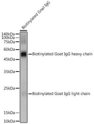 Western Blot: Biotin AntibodyAzide and BSA Free [NBP3-15606]