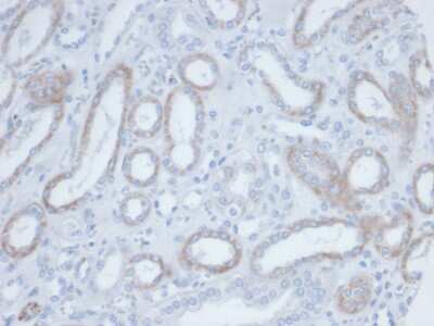 Immunohistochemistry-Paraffin: Biotin (Vitamin B7 or Vitamin H) Antibody (BTN/36) [NBP3-13907]