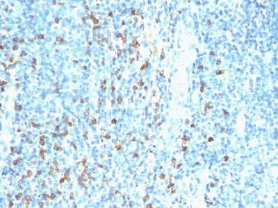 Immunohistochemistry-Paraffin: Biotin (Vitamin B7 or Vitamin H) Antibody (Hyb-8) - Azide and BSA Free [NBP2-34646]