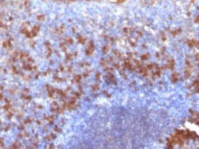 Immunohistochemistry-Paraffin: Biotin (Vitamin B7 or Vitamin H) Antibody (SPM375) [NBP2-32812]