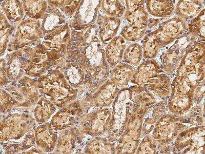 Immunohistochemistry-Paraffin: Biotinidase/BTD Antibody (006) [NBP2-90315]