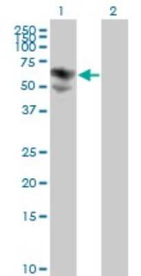 Western Blot: Biotinidase/BTD Antibody (3B10-2B3) [H00000686-M01]