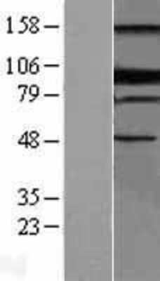 Western Blot: BLIMP1/PRDM1 Overexpression Lysate [NBL1-14733]