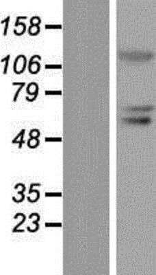 Western Blot: BLIMP1/PRDM1 Overexpression Lysate [NBP2-04799]