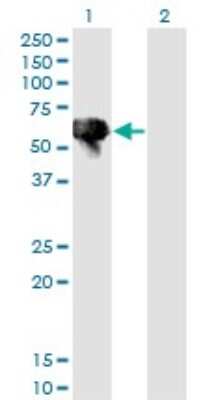 Western Blot: Blk Antibody (7A12) [H00000640-M02]