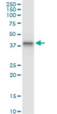 Western Blot: Blood Group B Transferase/GTB/ABO Antibody (1B7) [H00000028-M08]