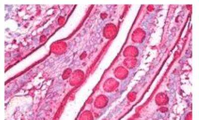 Immunohistochemistry: Fucosyltransferase 3/FUT3 Antibody (2-25LE) - BSA Free [NB500-526]