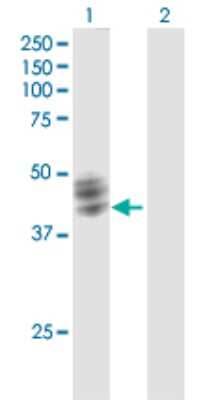 Western Blot: Fucosyltransferase 1/FUT1 Antibody [H00002523-B01P]