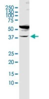 Western Blot: Fucosyltransferase 1/FUT1 Antibody [H00002523-D01P]