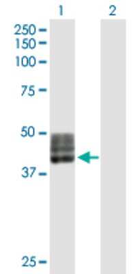 Western Blot: Fucosyltransferase 1/FUT1 Antibody [H00002523-D01P]