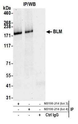 Immunoprecipitation: Blooms Syndrome Protein Blm Antibody [NB100-214]