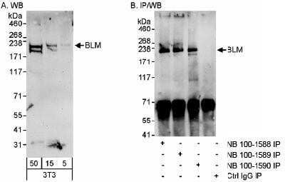 Western Blot: Blooms Syndrome Protein Blm Antibody [NB100-1590]
