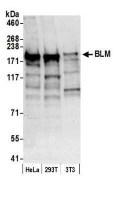 Western Blot: Blooms Syndrome Protein Blm Antibody [NB100-1590]