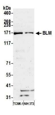 Western Blot: Blooms Syndrome Protein Blm Antibody [NB100-214]