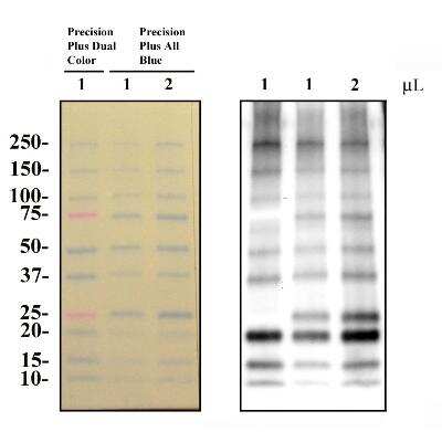 Western Blot: Blue Marker Antibody (6F4-F6)BSA Free [NBP2-33376]