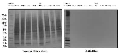 Western Blot: Blue Marker Antibody (6F4-F6)BSA Free [NBP2-33376]