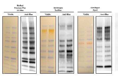 Western Blot: Blue Marker Antibody (6F4-F6)BSA Free [NBP2-33376]