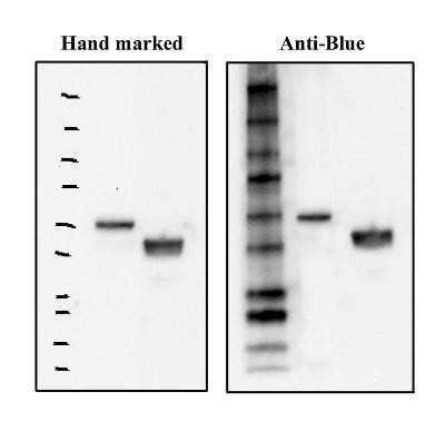 Western Blot: Blue Marker Antibody (6F4-F6)BSA Free [NBP2-33376]