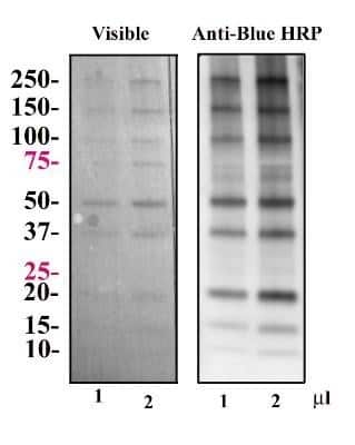 Western Blot: Blue Marker Antibody (6F4-F6)BSA Free [NBP2-33376]