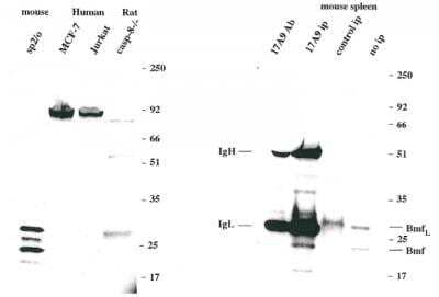 Immunoprecipitation: Bmf Antibody (17A9) - BSA Free [NBP2-80091]
