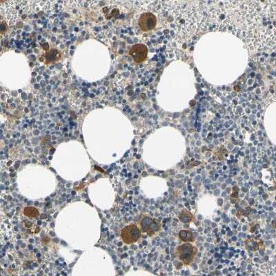 Immunohistochemistry-Paraffin: Bmf Antibody [NBP1-84660]